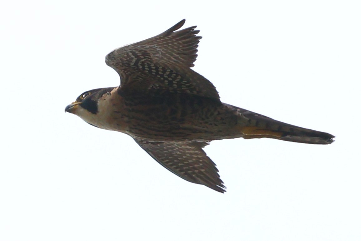 Peregrine Falcon (Tundra) - ML634590909