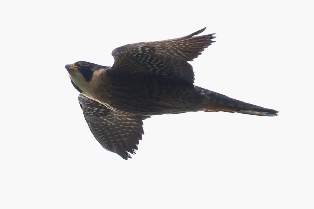 Peregrine Falcon (Tundra) - ML634590910