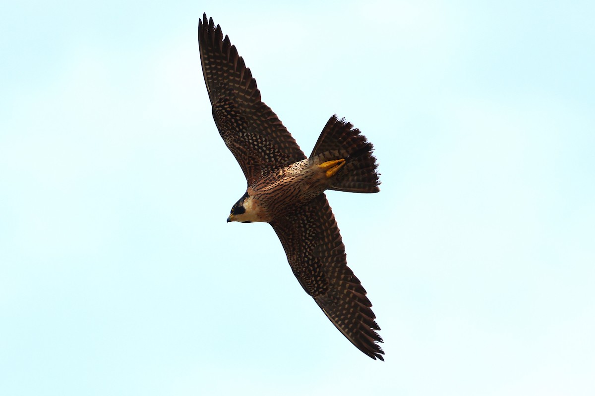 Peregrine Falcon (Tundra) - ML634590913