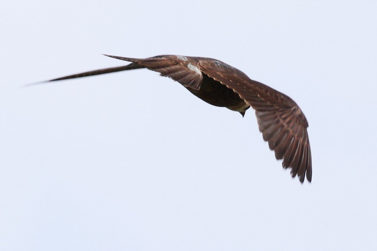 Peregrine Falcon (Tundra) - ML634590914