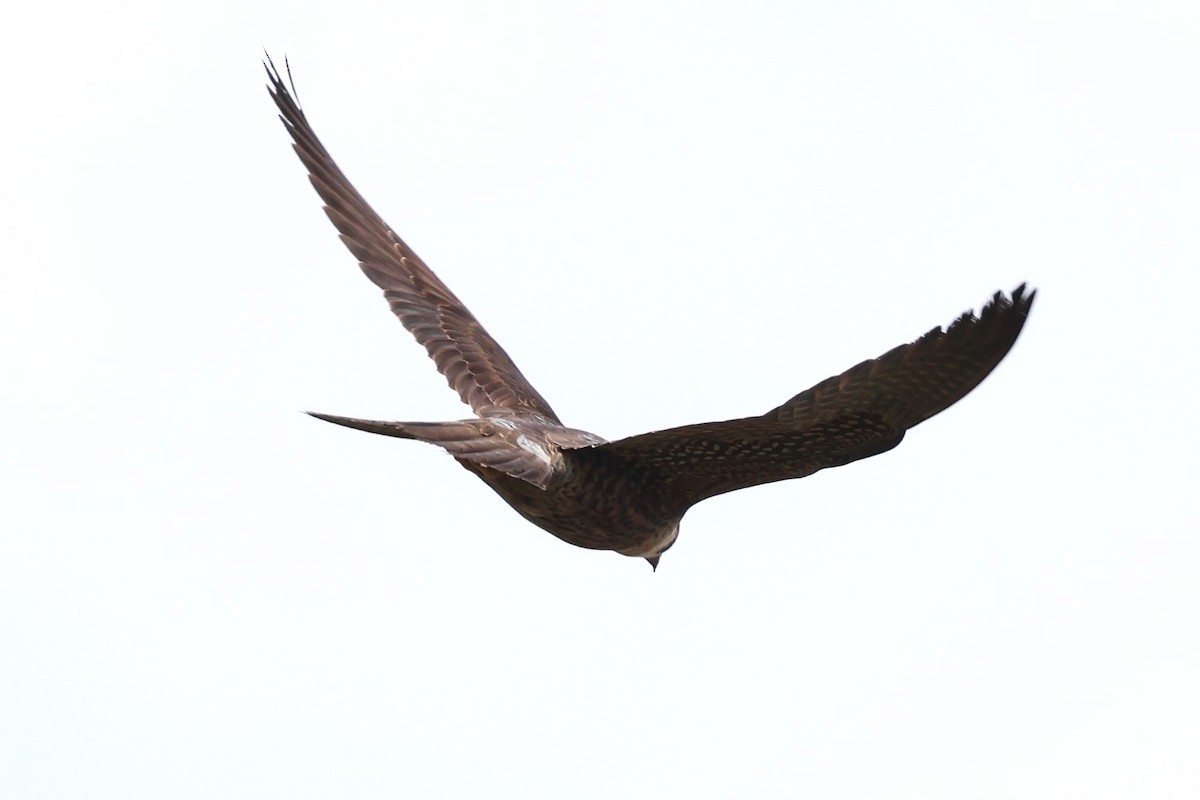 Peregrine Falcon (Tundra) - ML634590915