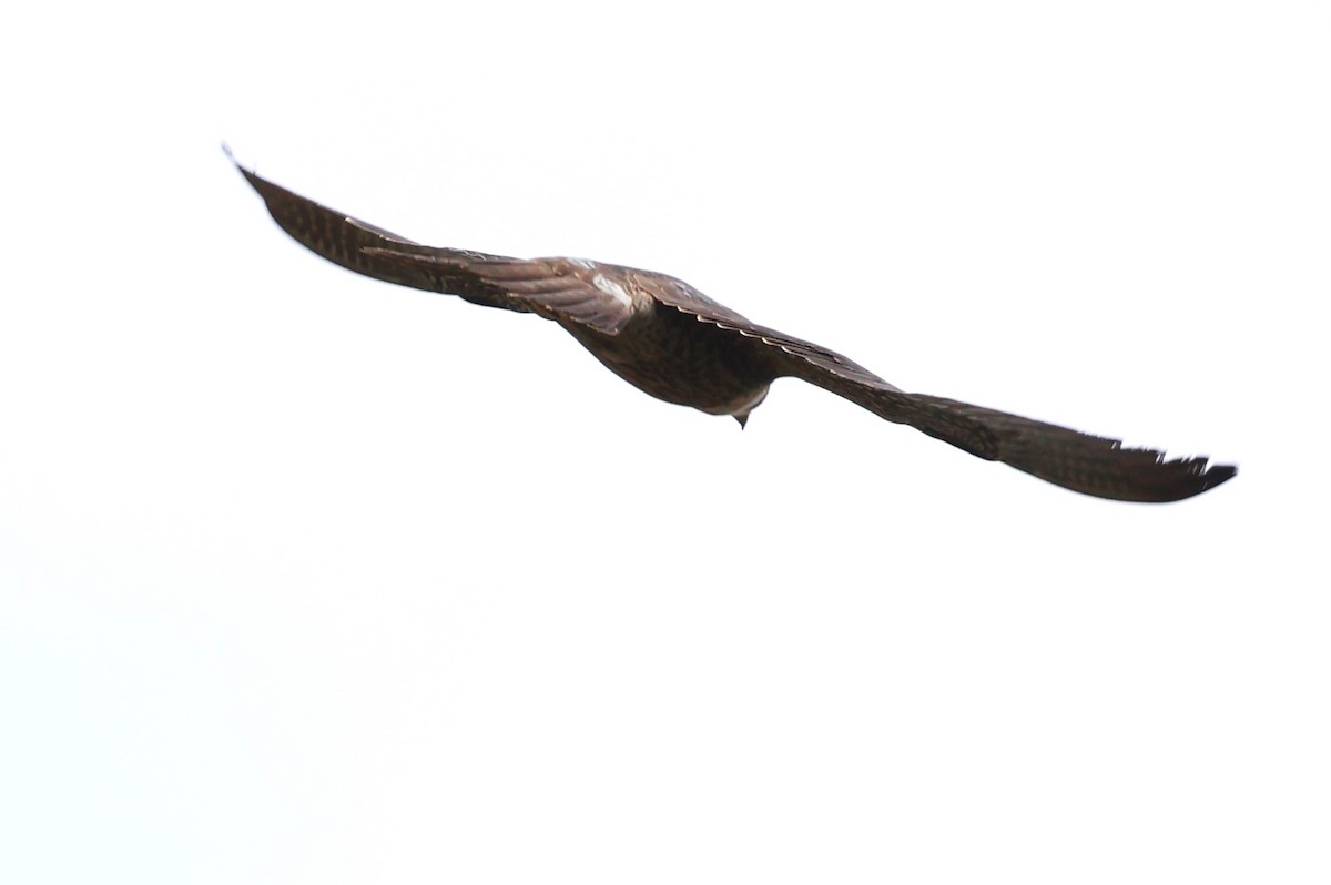 Peregrine Falcon (Tundra) - ML634590916