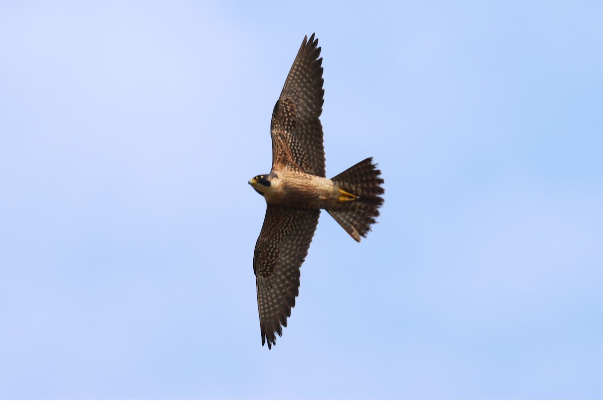 Peregrine Falcon (Tundra) - ML634590917