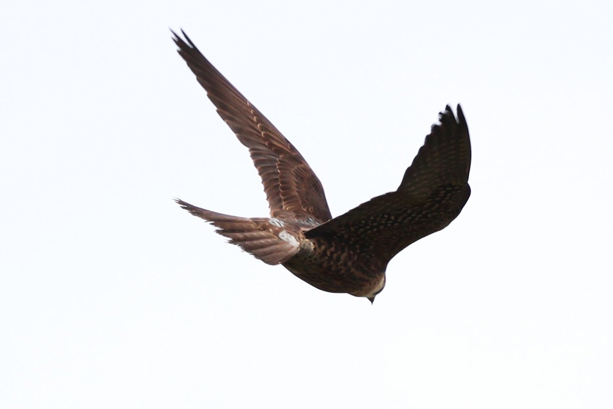 Peregrine Falcon (Tundra) - ML634590921