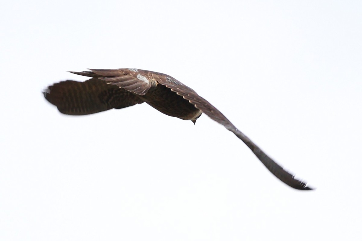 Peregrine Falcon (Tundra) - ML634590922