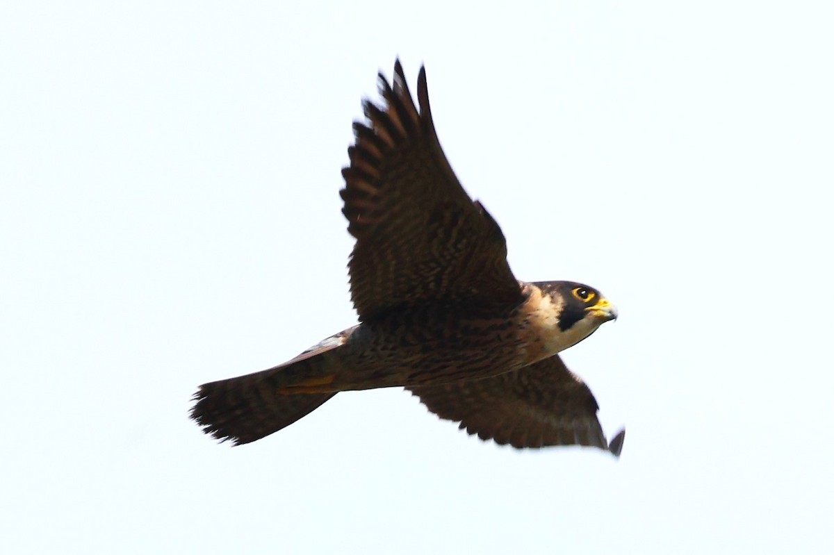 Peregrine Falcon (Tundra) - ML634590923