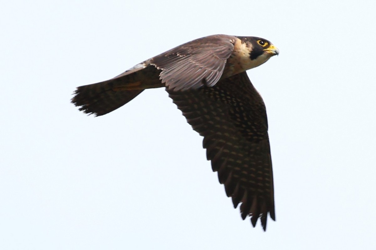 Peregrine Falcon (Tundra) - ML634590924
