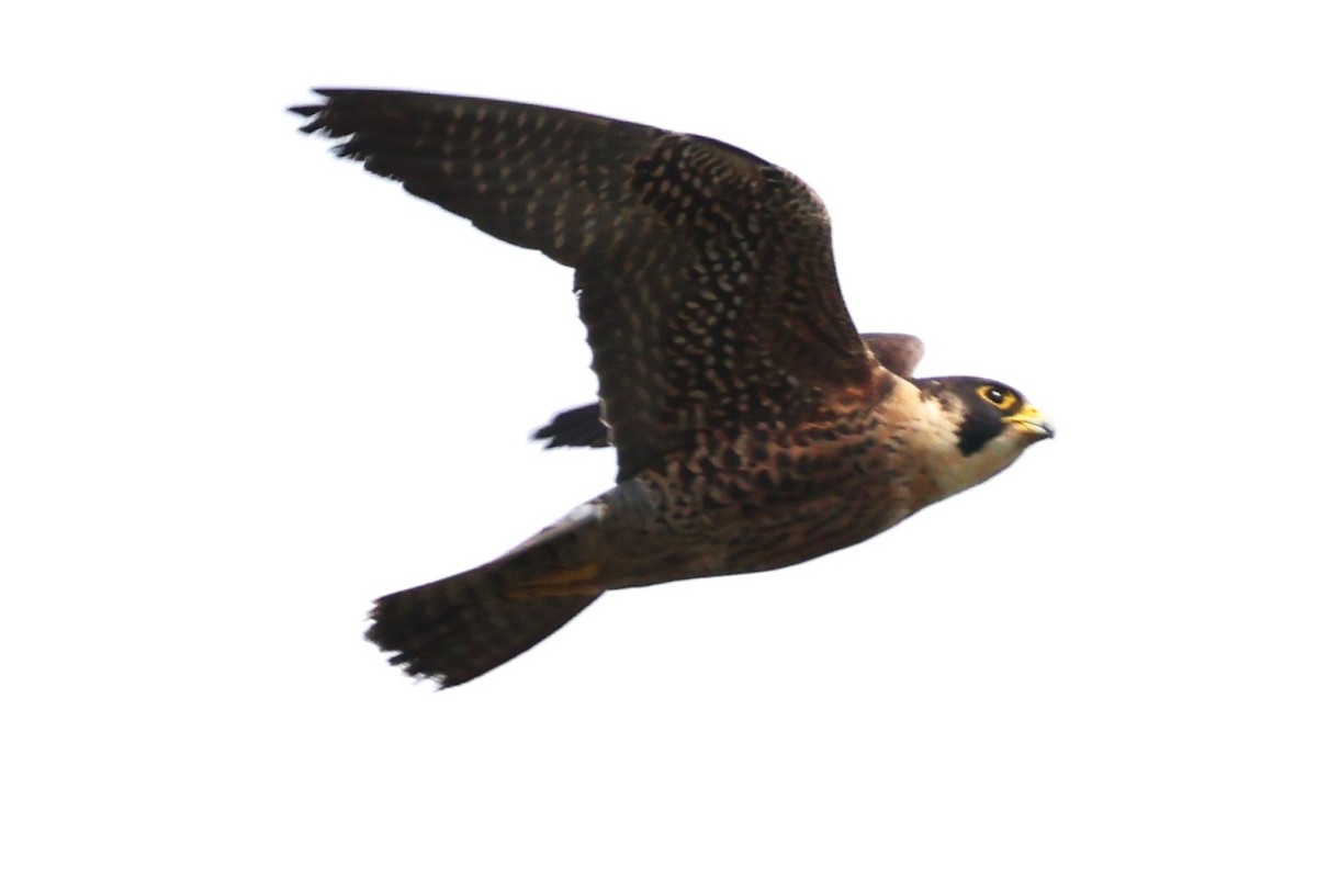 Peregrine Falcon (Tundra) - ML634590926