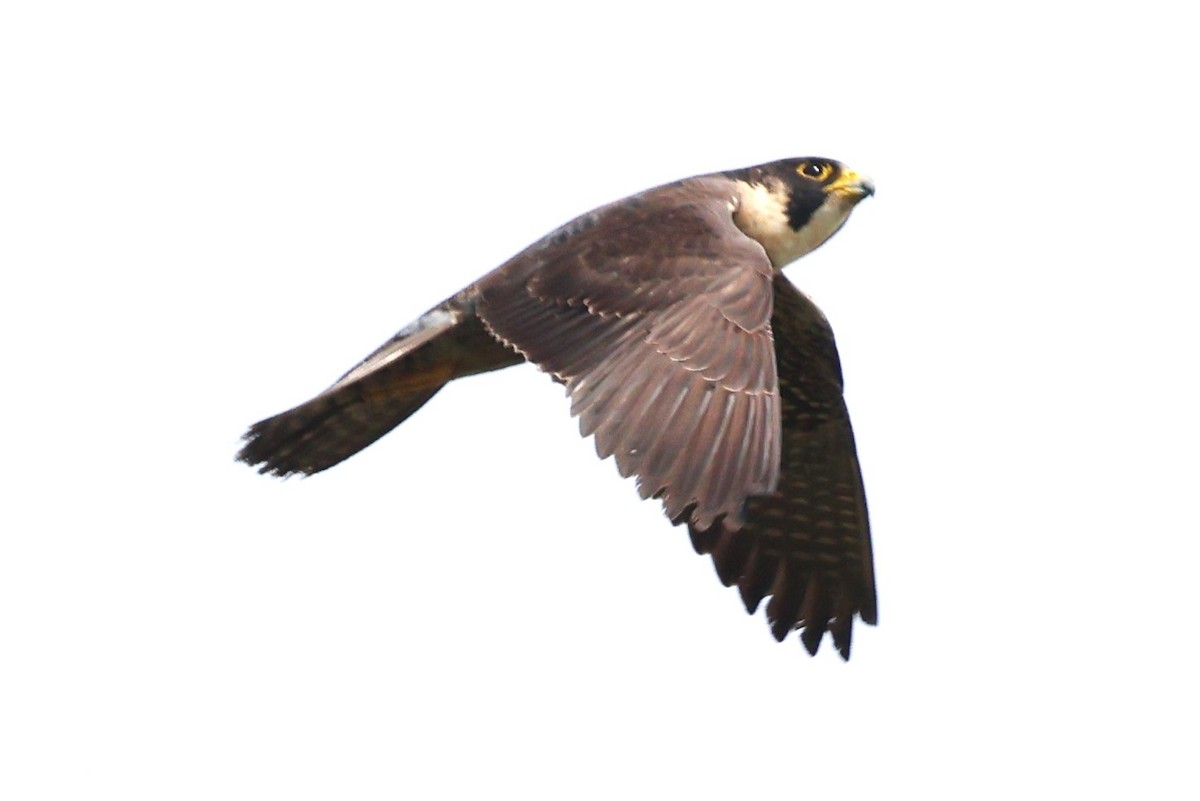 Peregrine Falcon (Tundra) - ML634590927