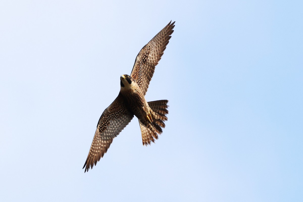 Peregrine Falcon (Tundra) - ML634590928