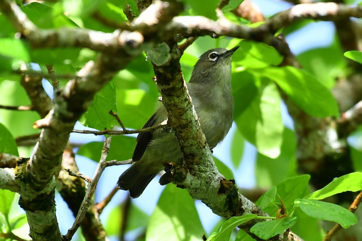 Malagasy White-eye - ML634590939