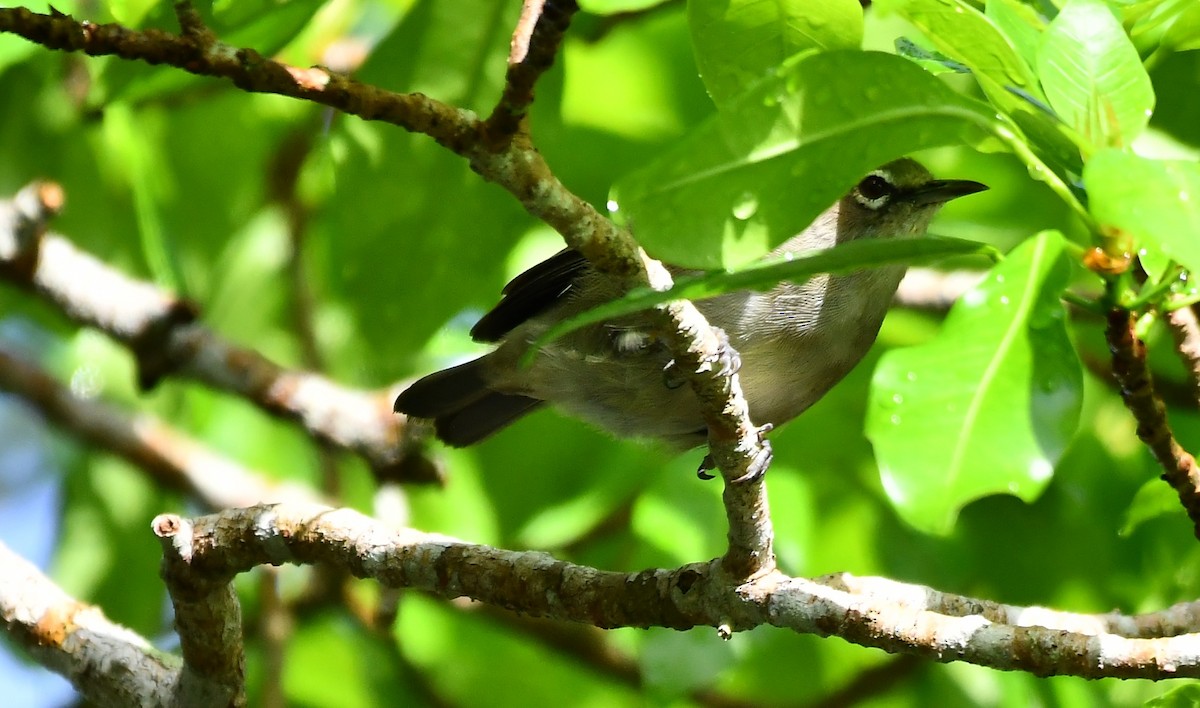 Malagasy White-eye - ML634590941