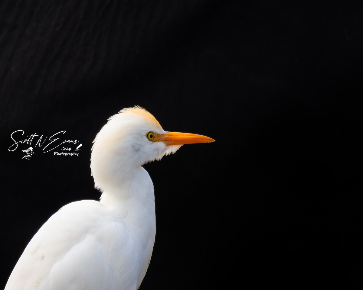 Western Cattle-Egret - ML634590966