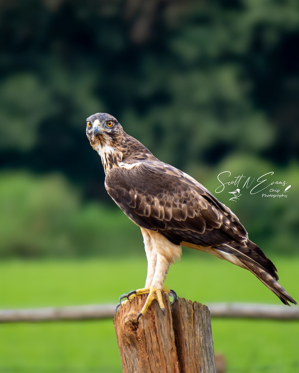 African Hawk-Eagle - ML634590984