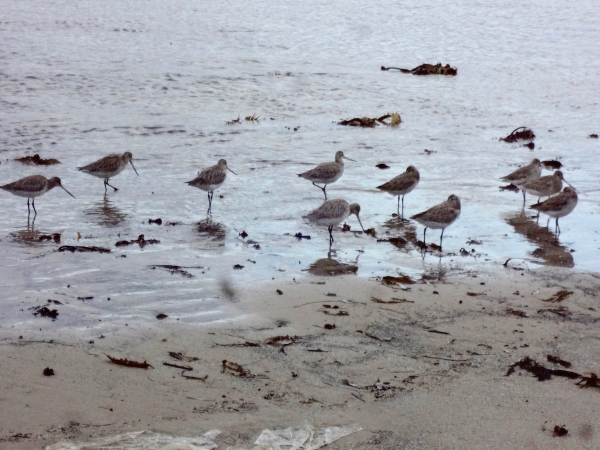 Bar-tailed Godwit - ML634591033