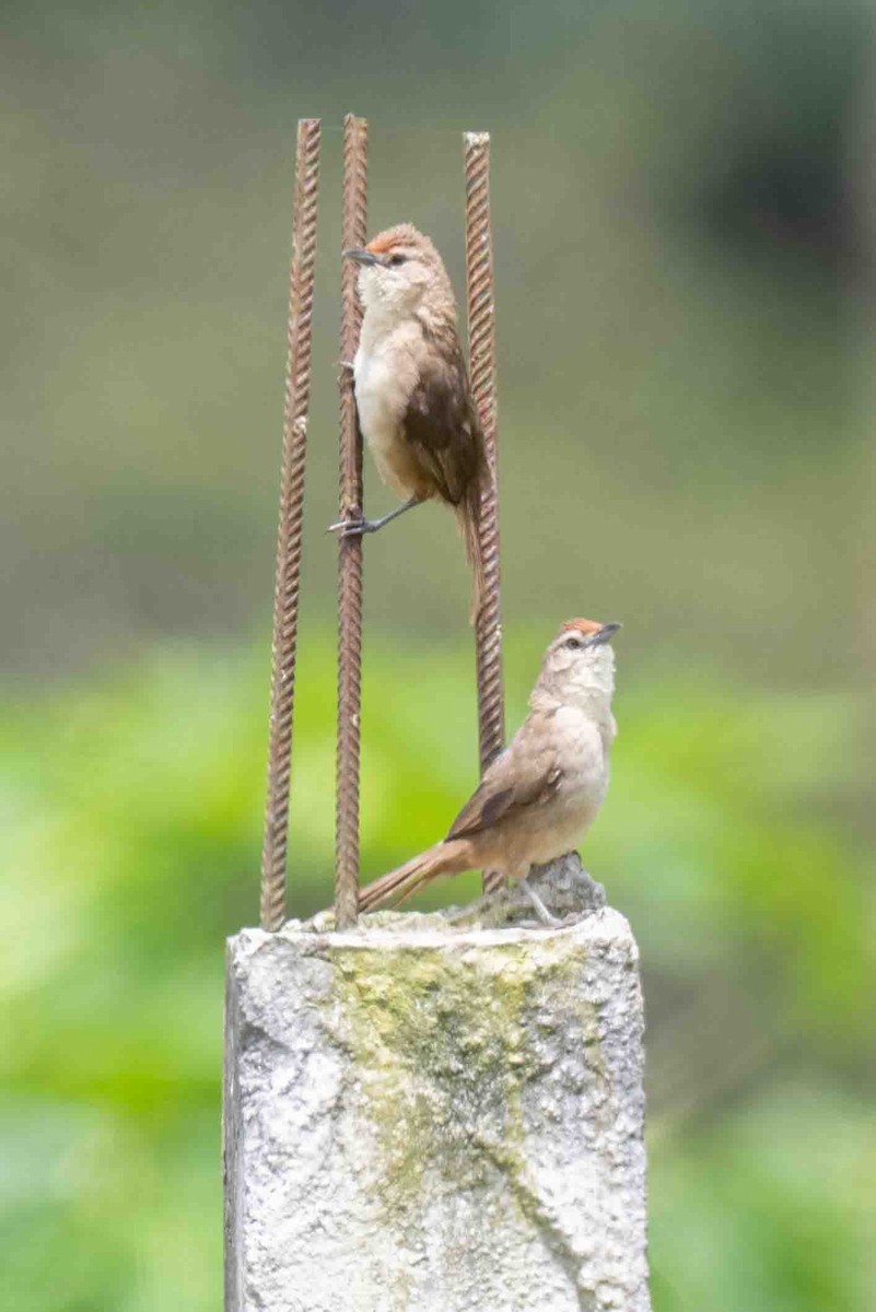 Rufous-fronted Thornbird - ML634591055