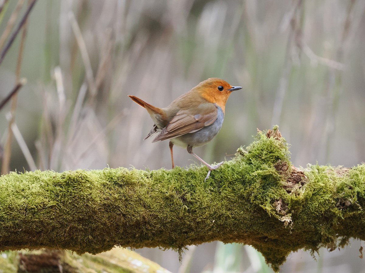 Japanese Robin - ML634591163