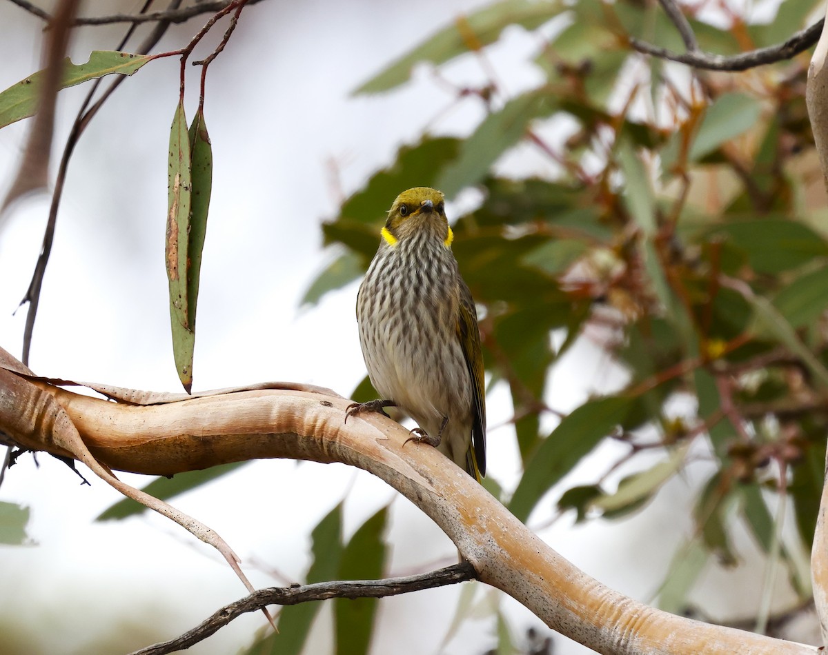 Yellow-plumed Honeyeater - ML634591195
