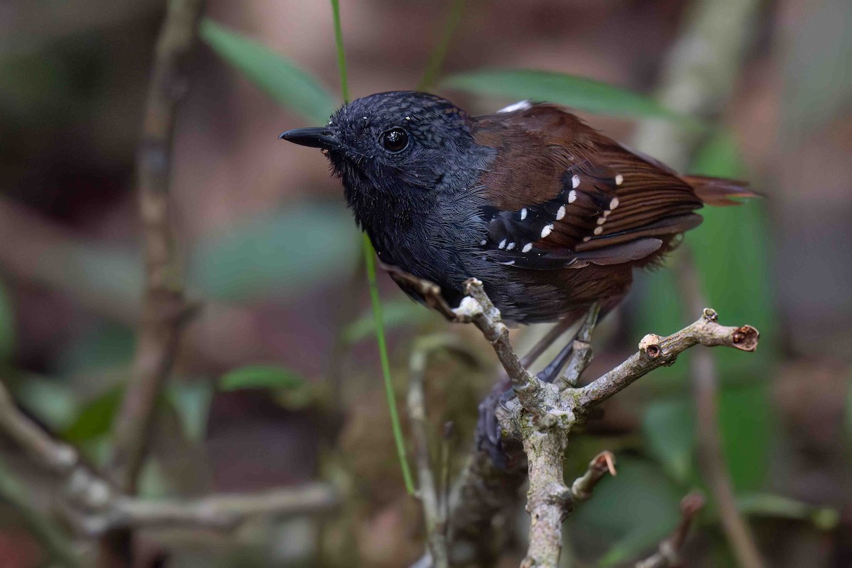 Zimmer's Antbird - ML634591263