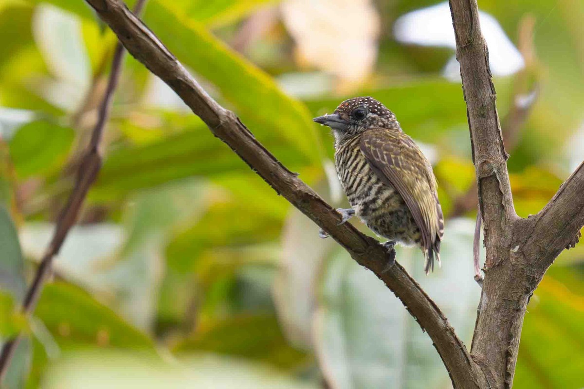 Lafresnaye's Piculet - ML634591270