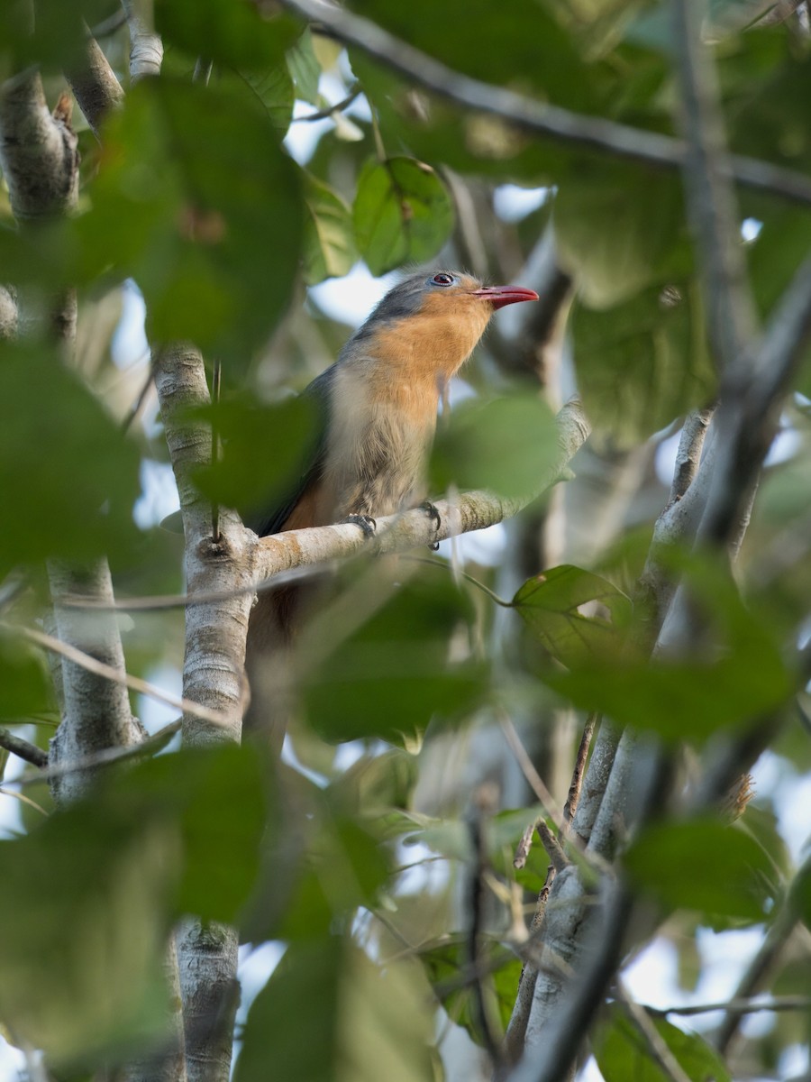 Red-billed Malkoha - ML634591334