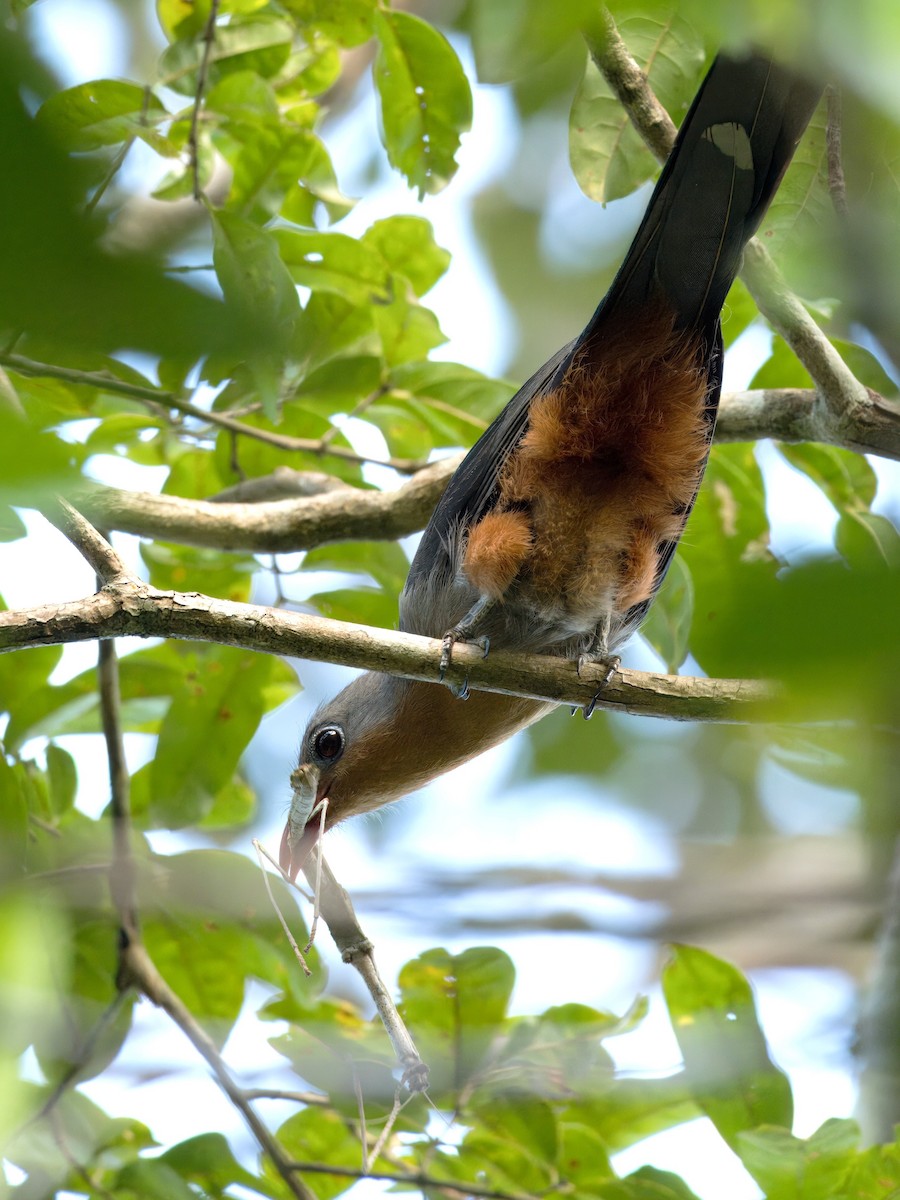Red-billed Malkoha - ML634591335