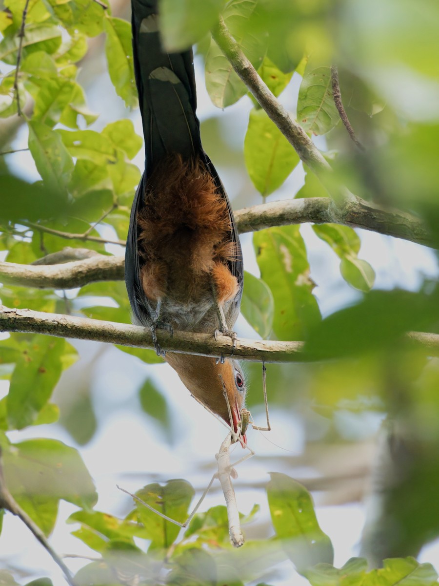 Red-billed Malkoha - ML634591336