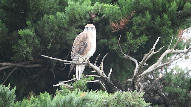 Brown Falcon - ML634591395