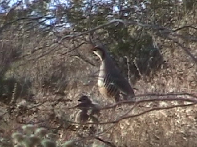 Chukar - ML634591592