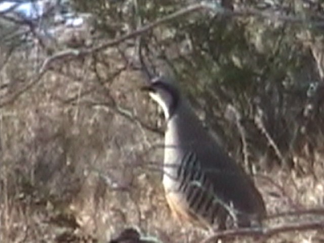 Chukar - ML634591594