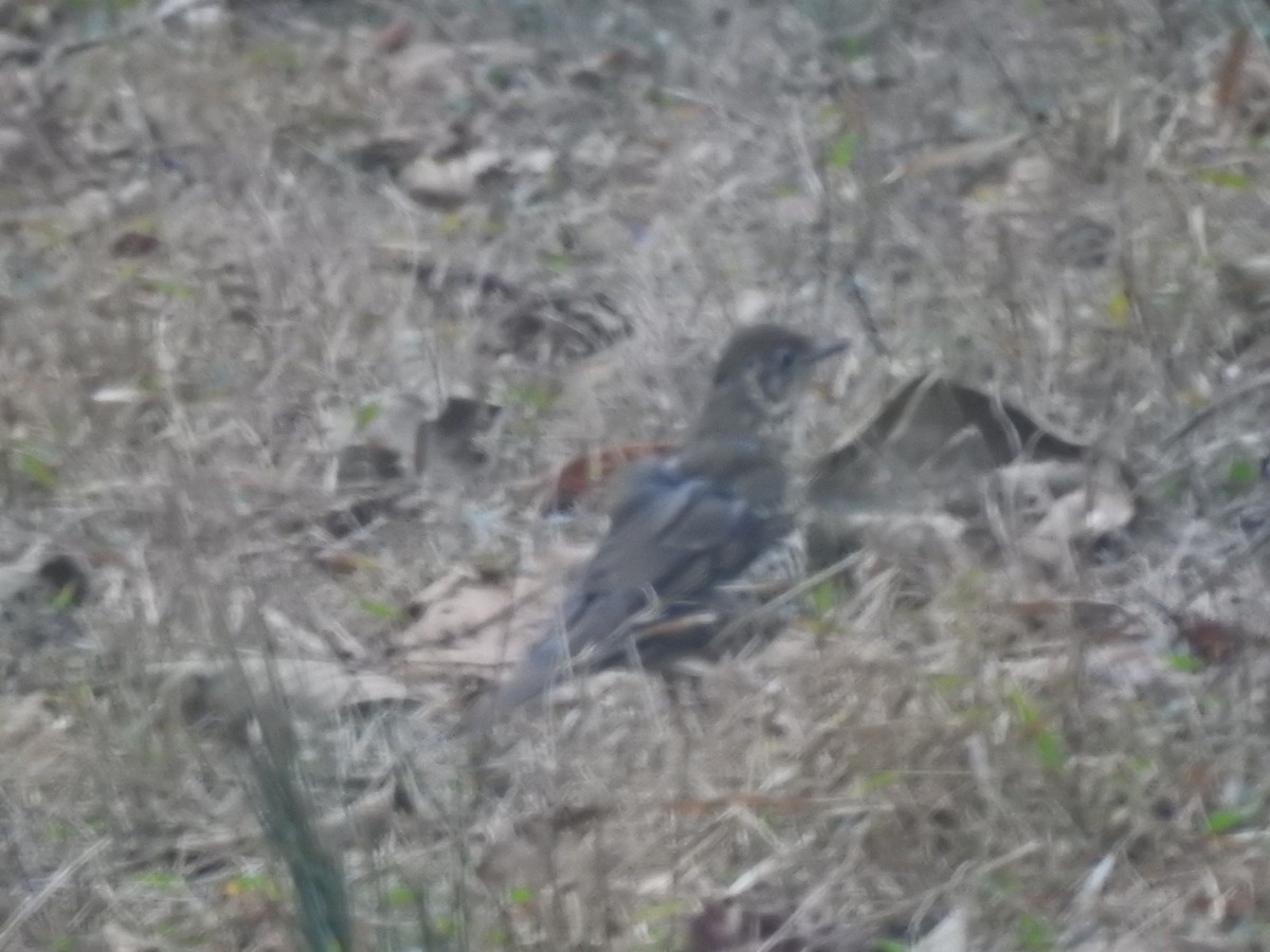 Long-tailed Thrush - ML634591598