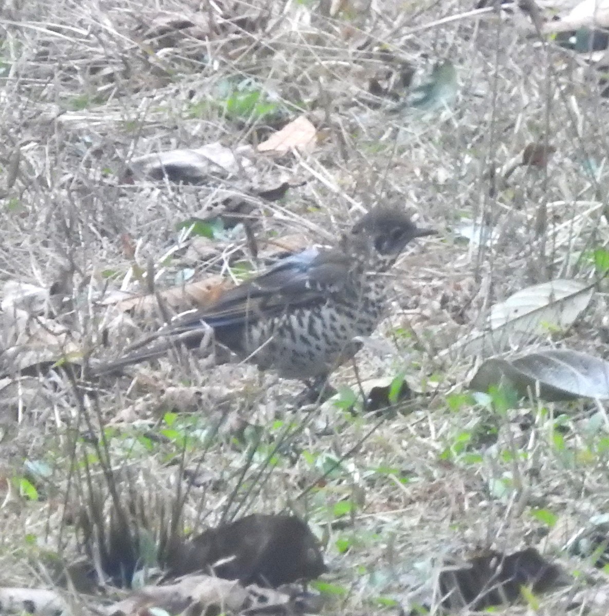Long-tailed Thrush - ML634591623