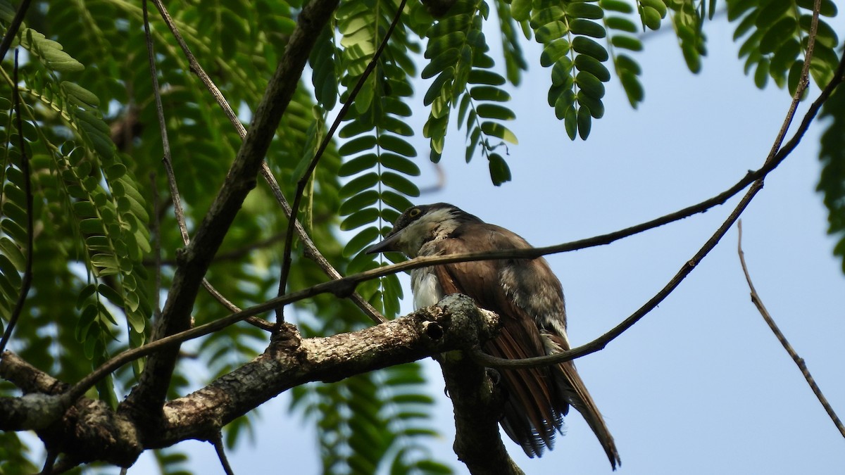 Malabar Woodshrike - ML634591644