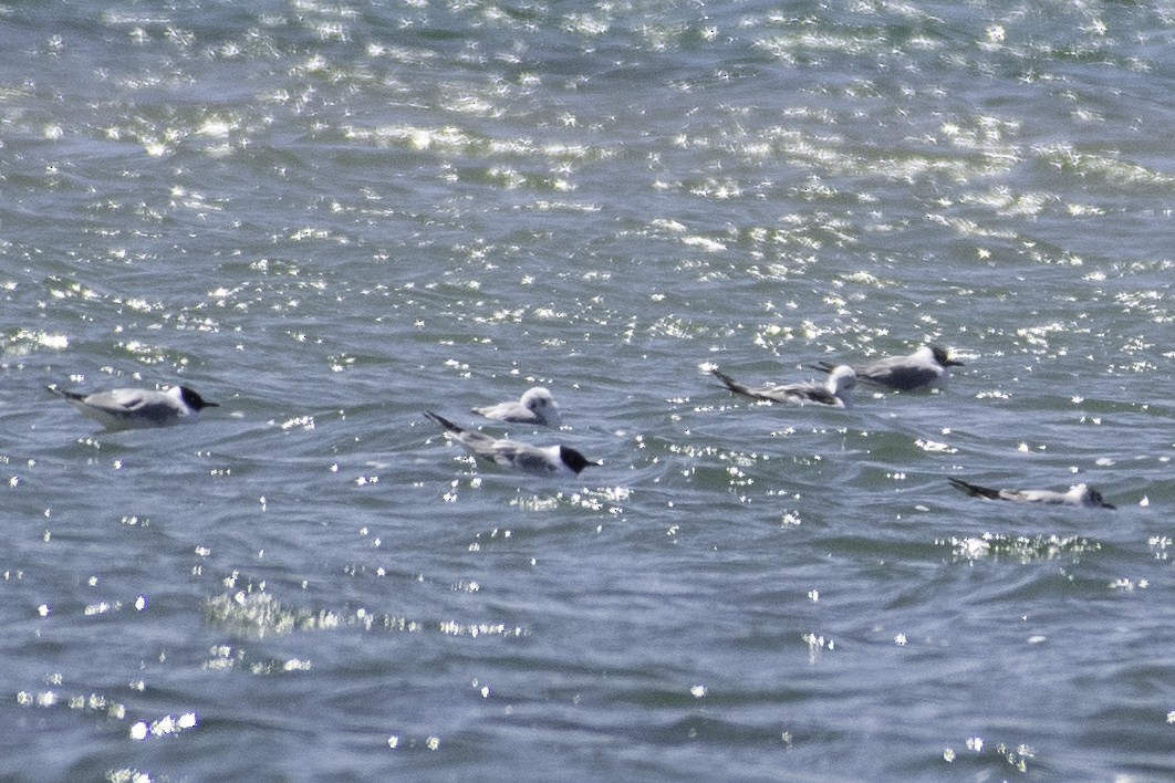 Mouette de Bonaparte - ML634591697