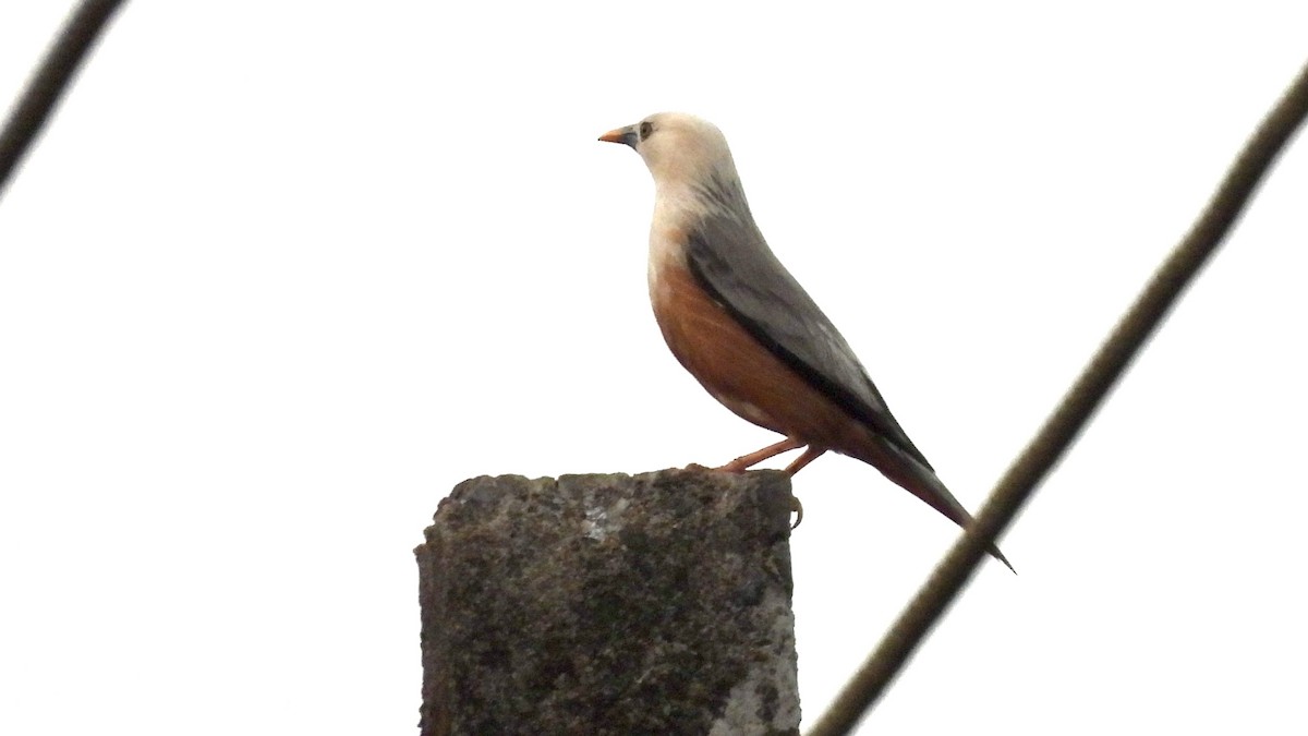 Malabar Starling - ML634591771