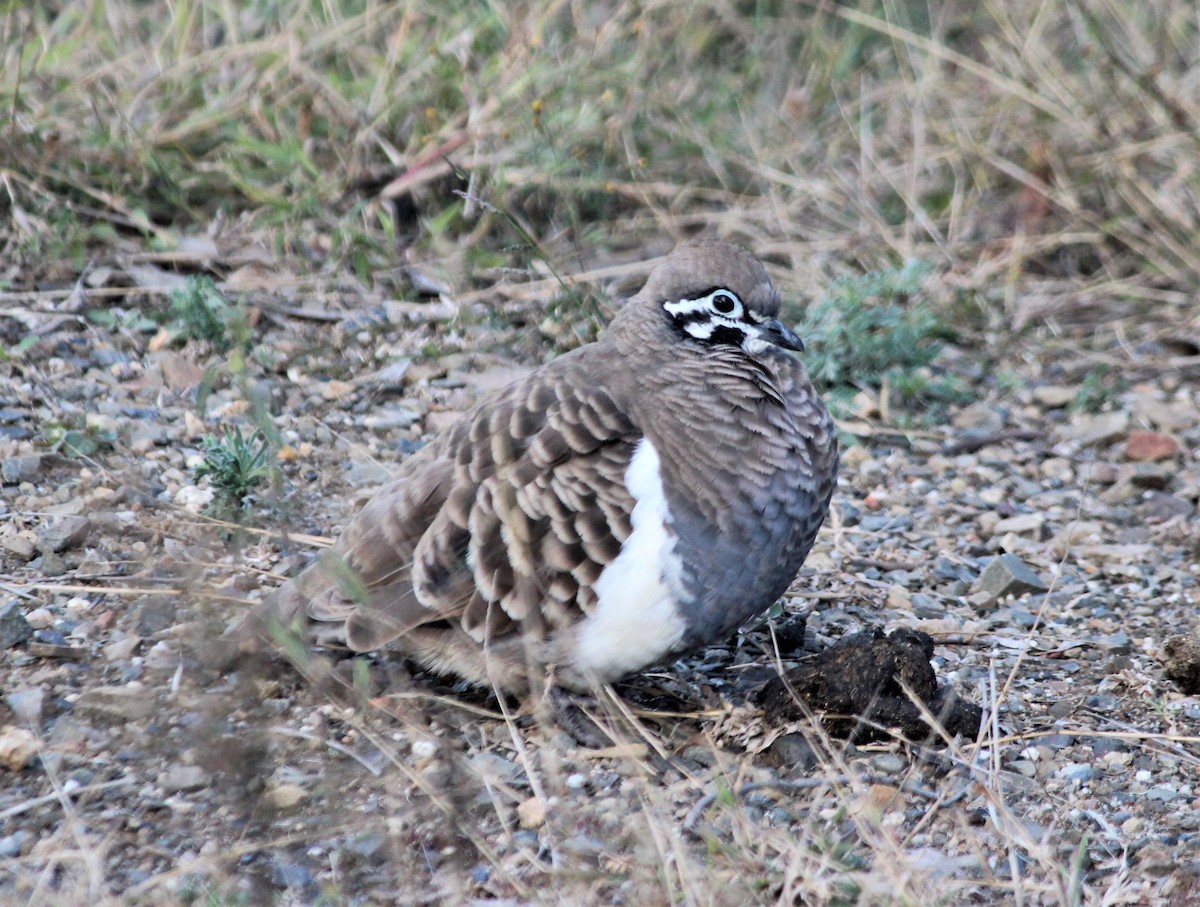 Squatter Pigeon - ML634591775