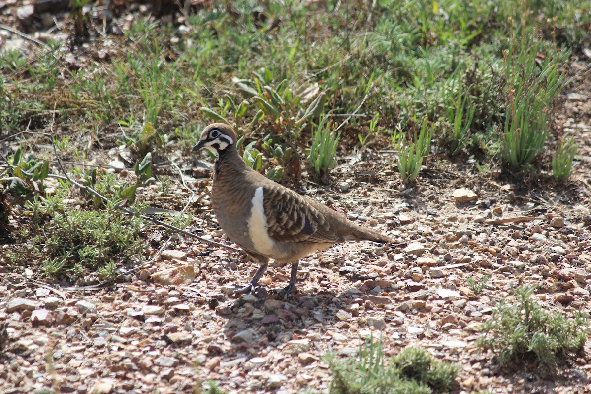 Squatter Pigeon - ML634591776