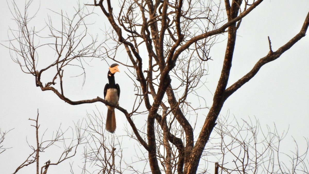 Malabar Pied-Hornbill - ML634591797