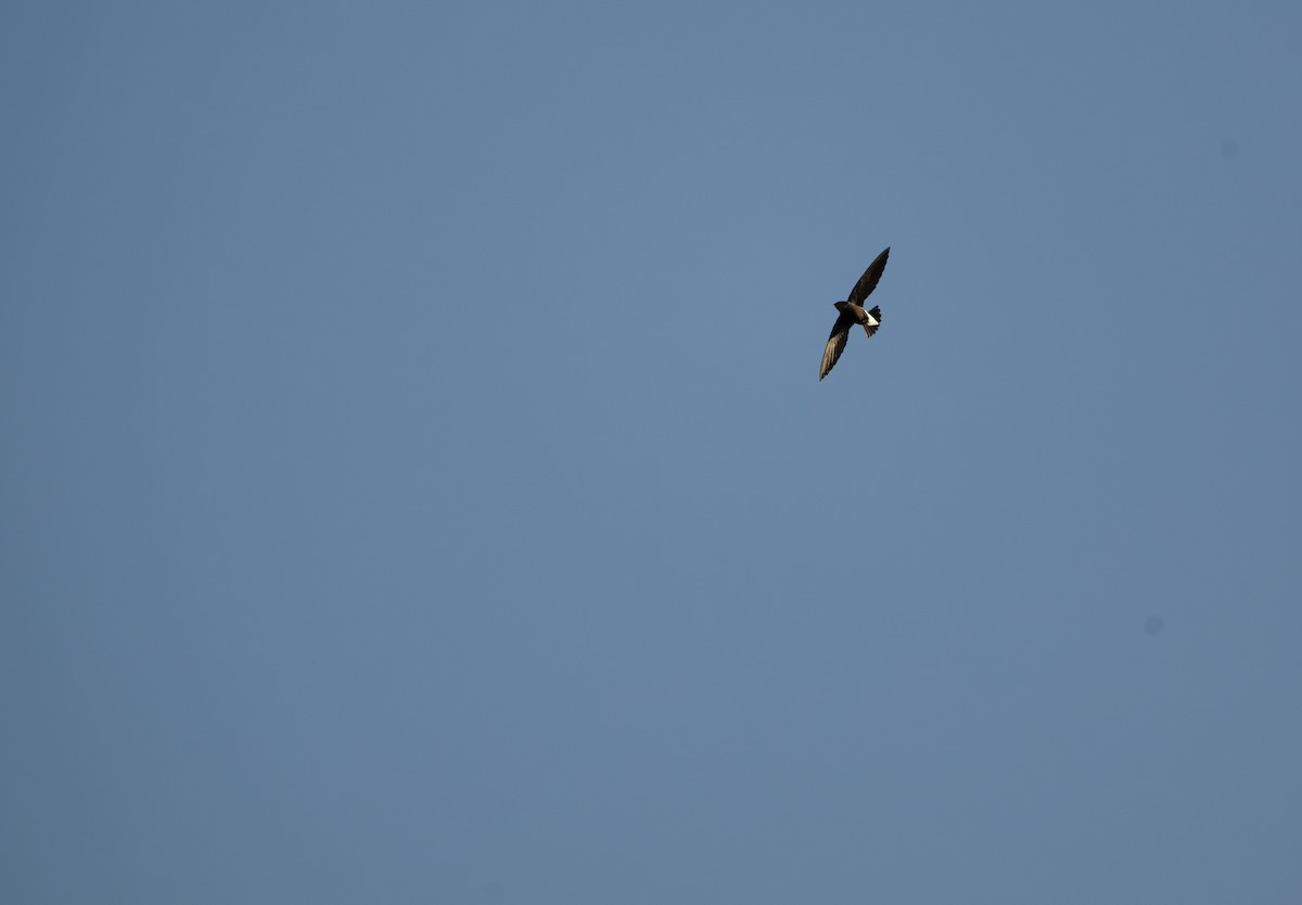 Silver-backed Needletail - ML634591837