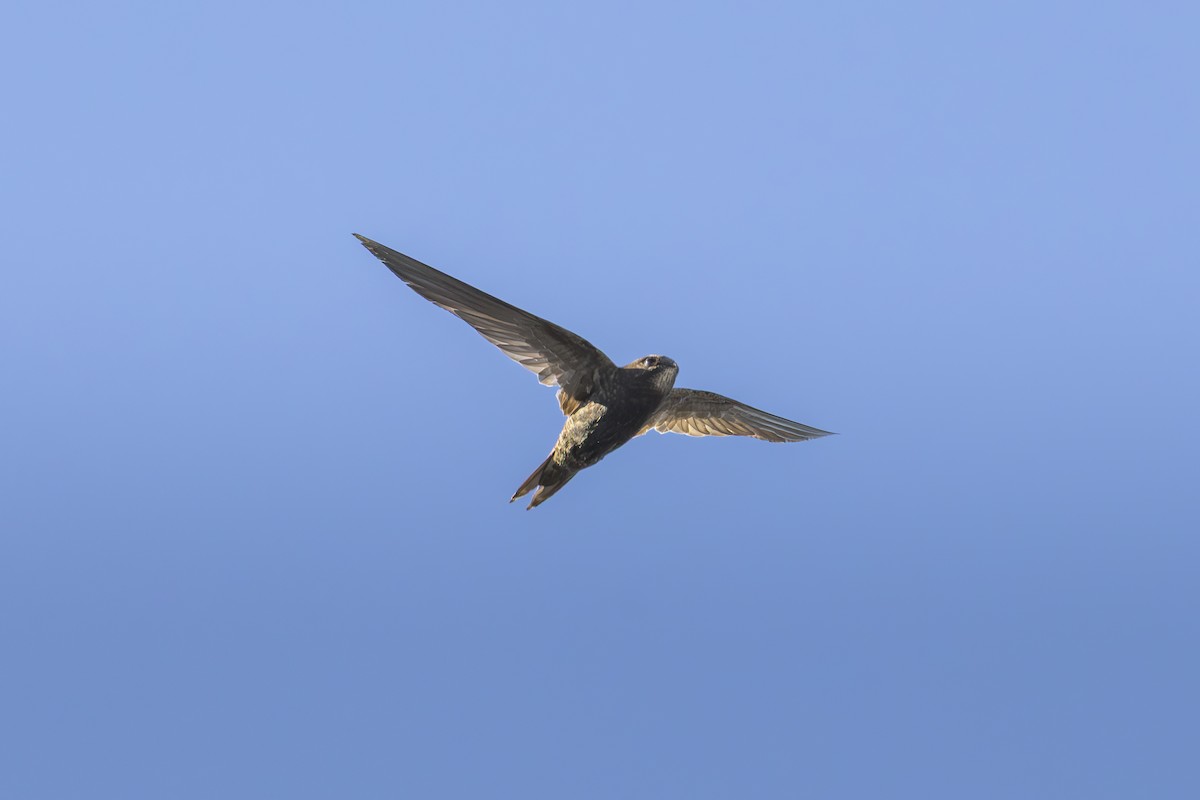 ミナミクロアマツバメ - ML634591872