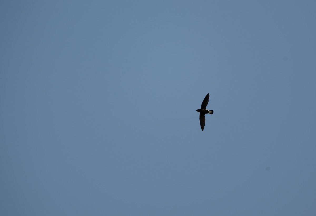 Silver-backed Needletail - ML634591901