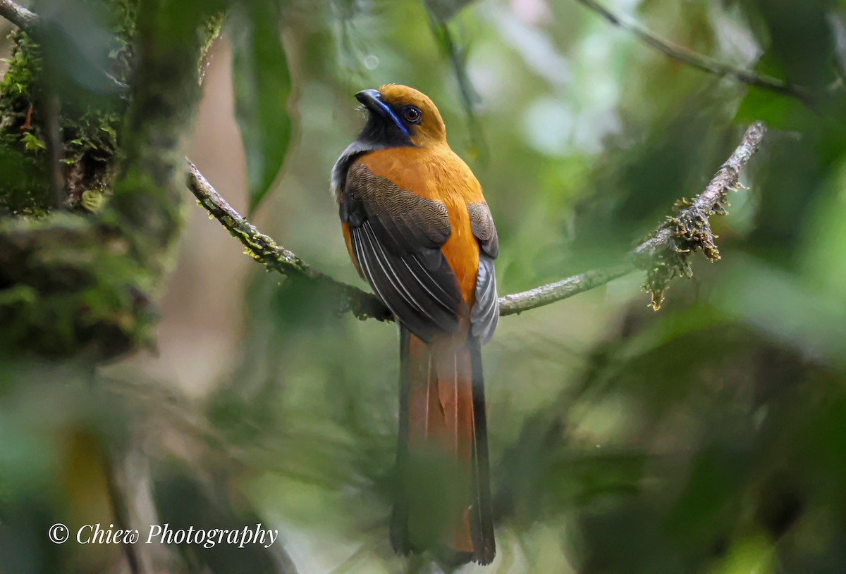 rødhettetrogon - ML634591955