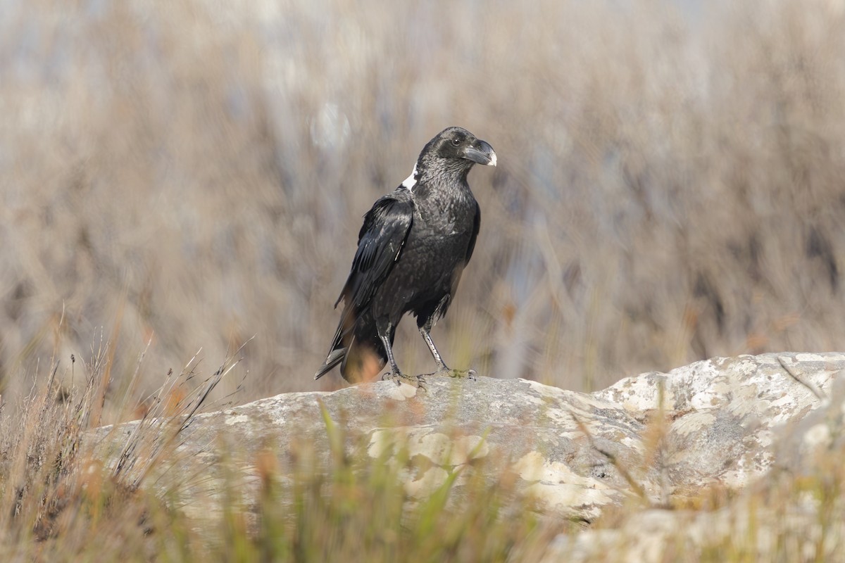 White-necked Raven - ML634591965