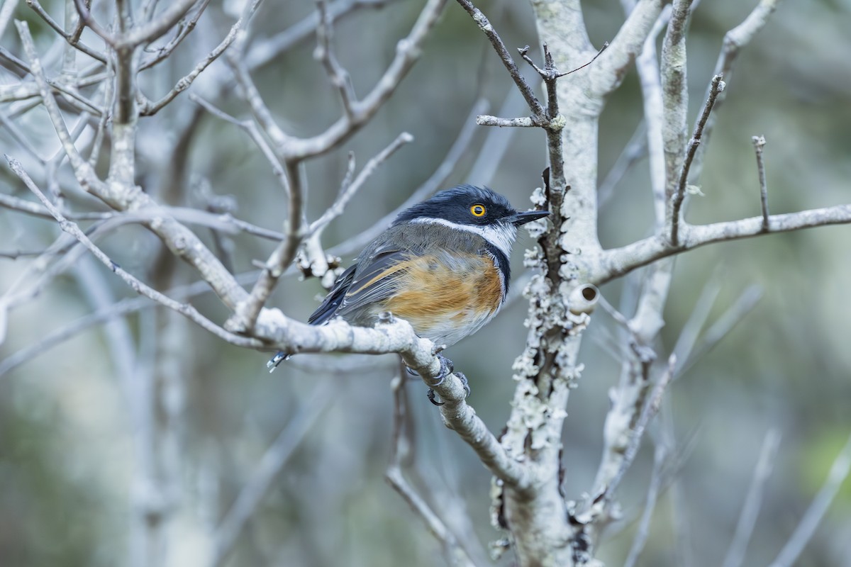 Cape Batis (Cape) - ML634591995