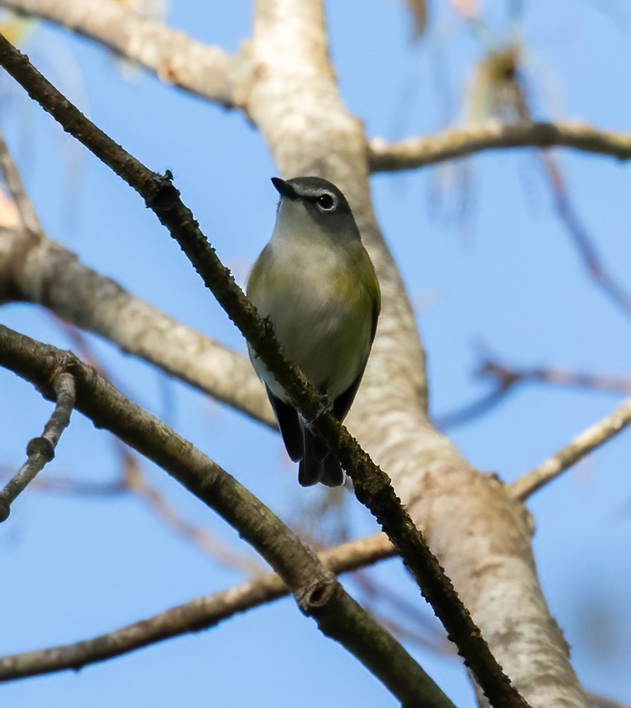 Blue-headed Vireo - ML634592036