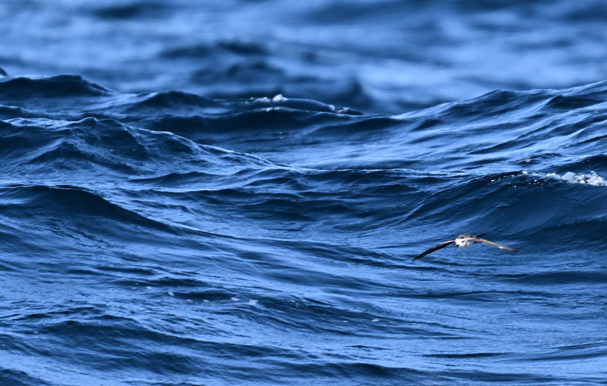 White-faced Storm-Petrel - ML634592091