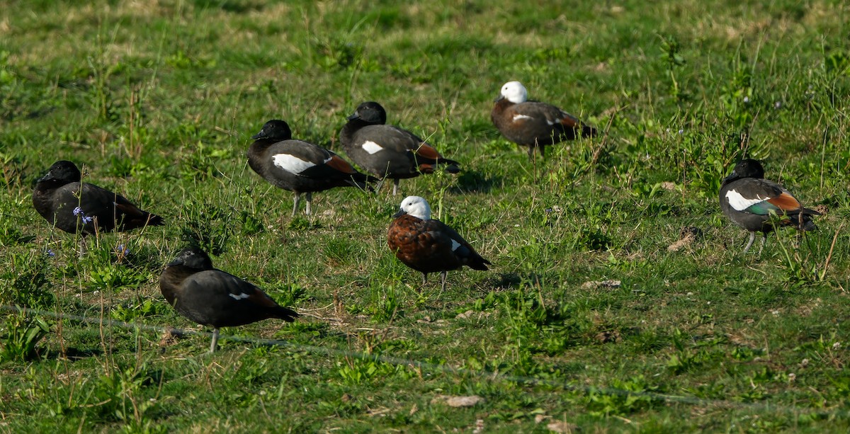 Paradise Shelduck - ML634592115