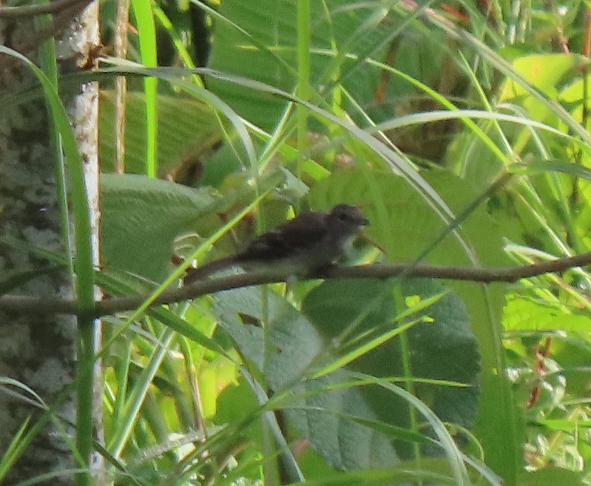 Olive-chested Flycatcher - ML634592193