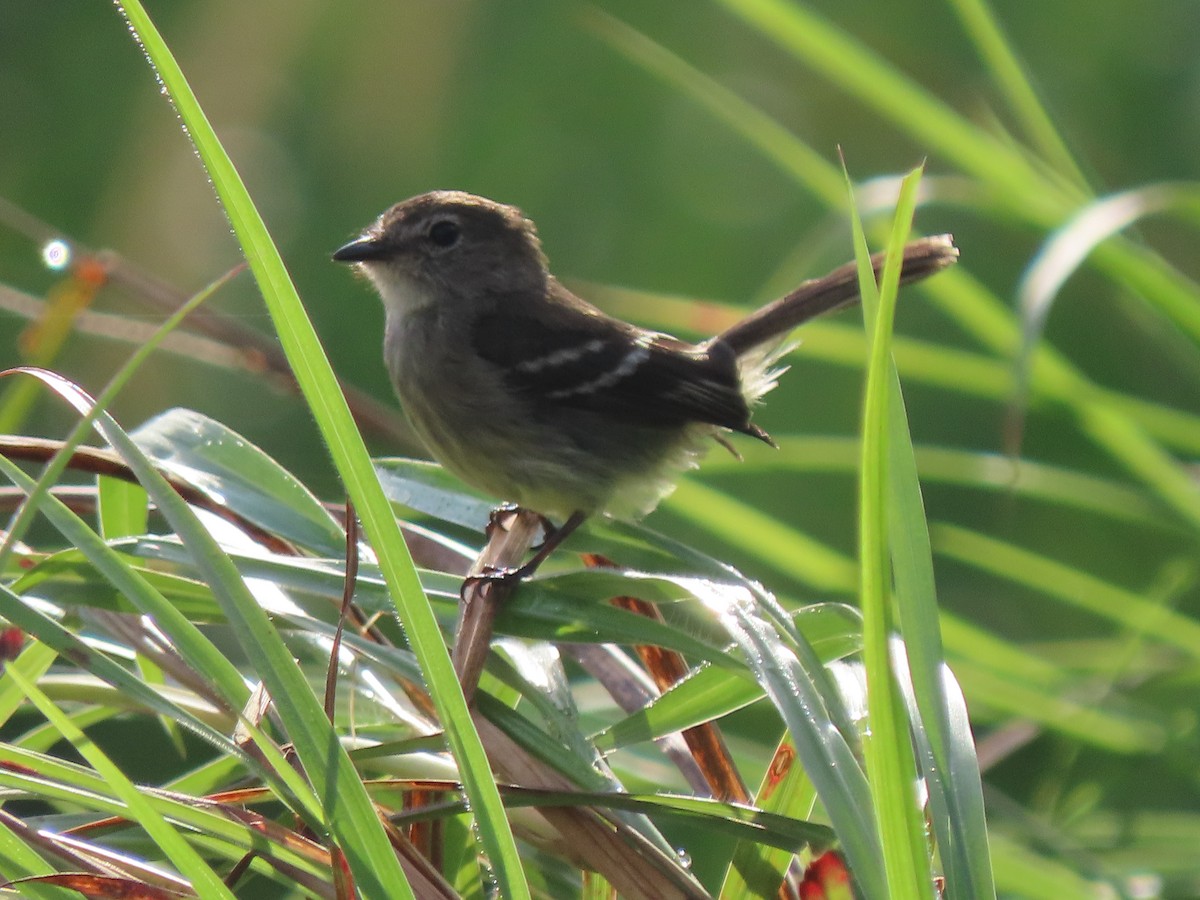 Olive-chested Flycatcher - ML634592209