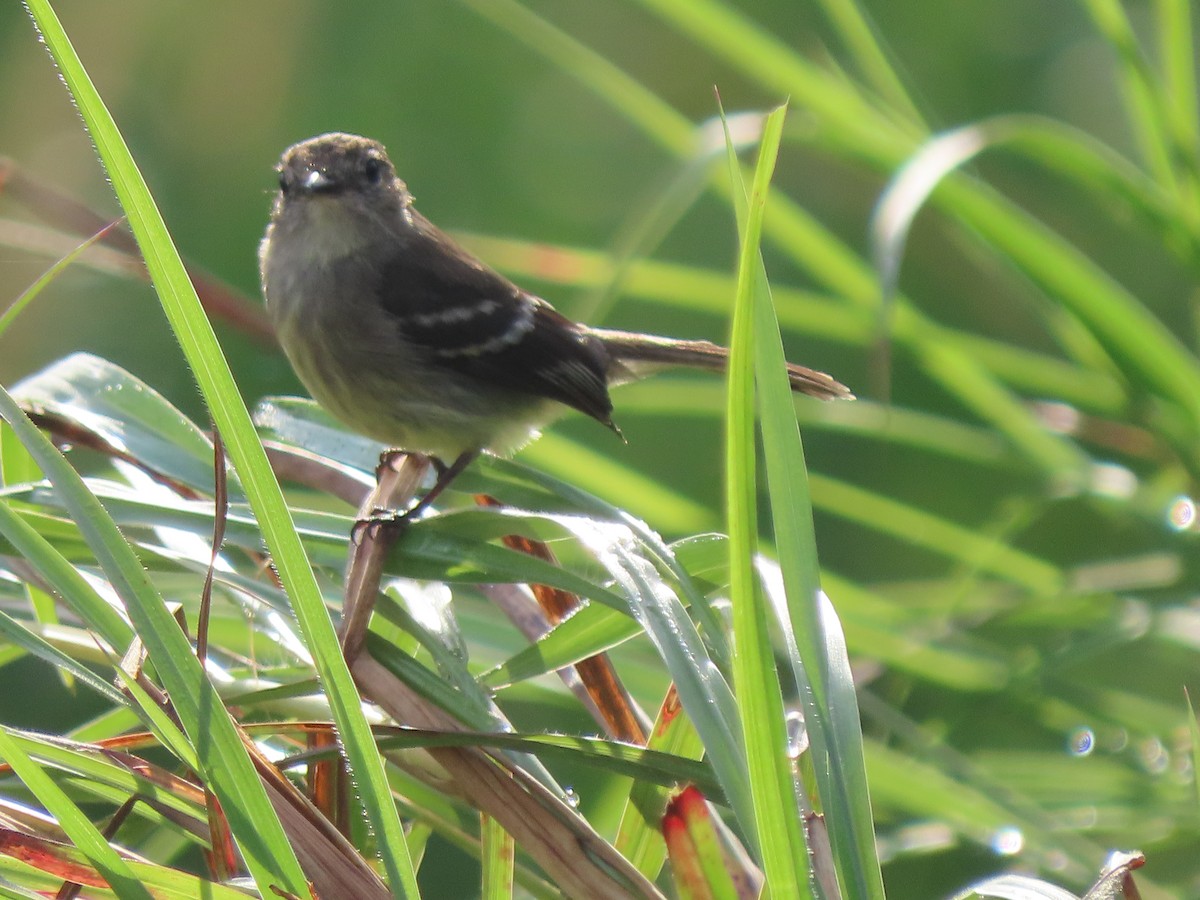 Olive-chested Flycatcher - ML634592210